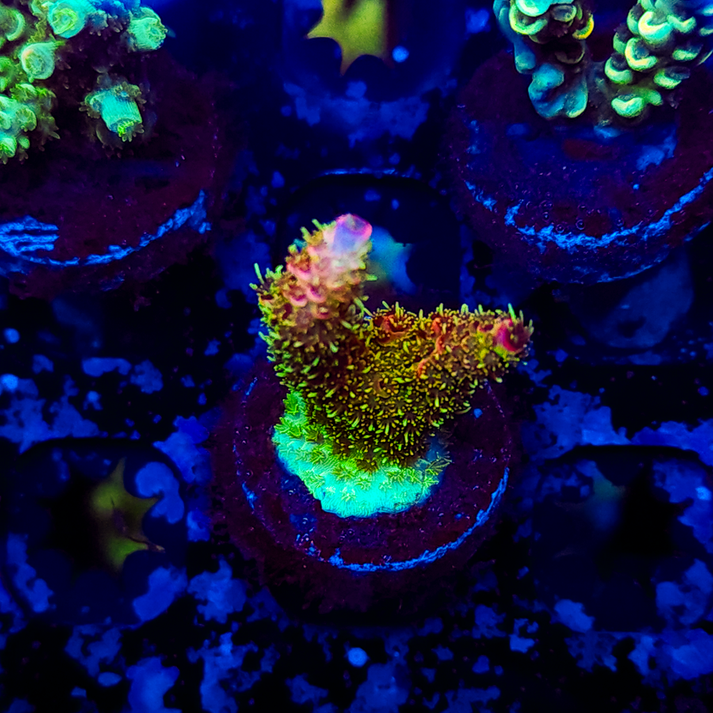 Psychedlic Mille A132