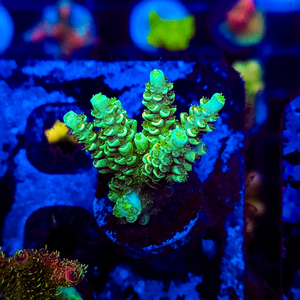 Ultra Acropora A140