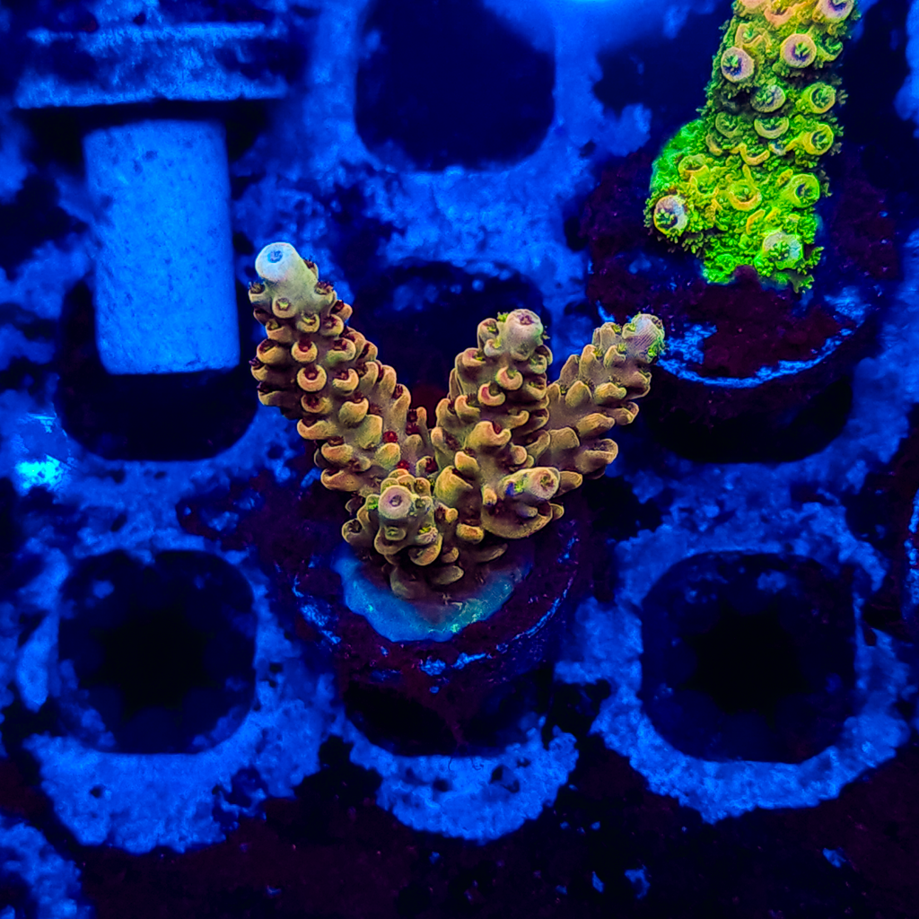 Acropora A149