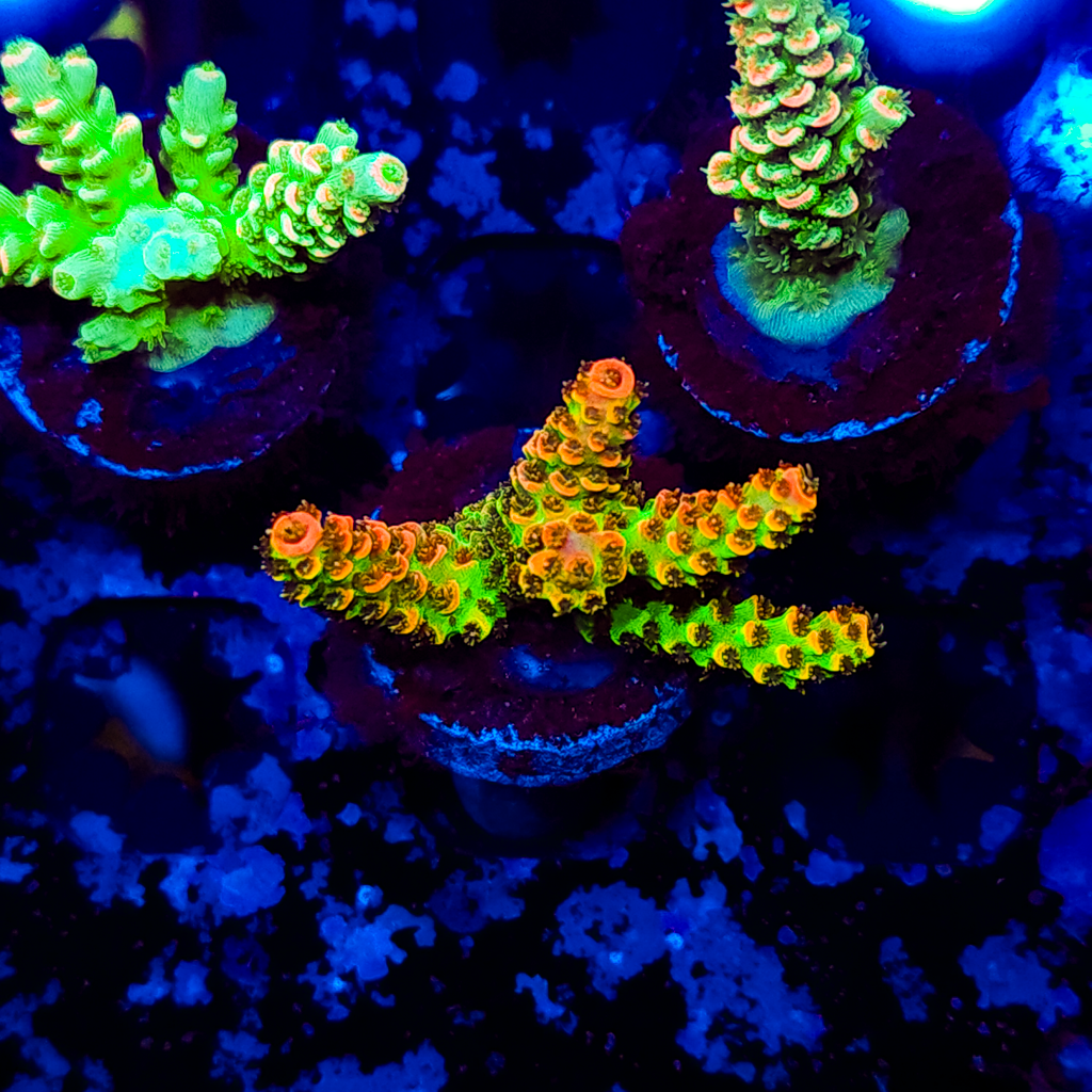 Rainbow Tenuis A160