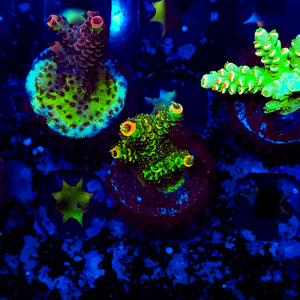 Ultra Acropora A162