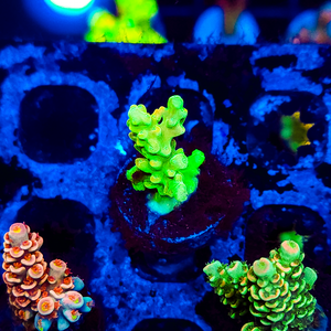 Ultra Acropora A174