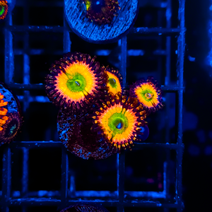 Rainbow Infusion Zoa