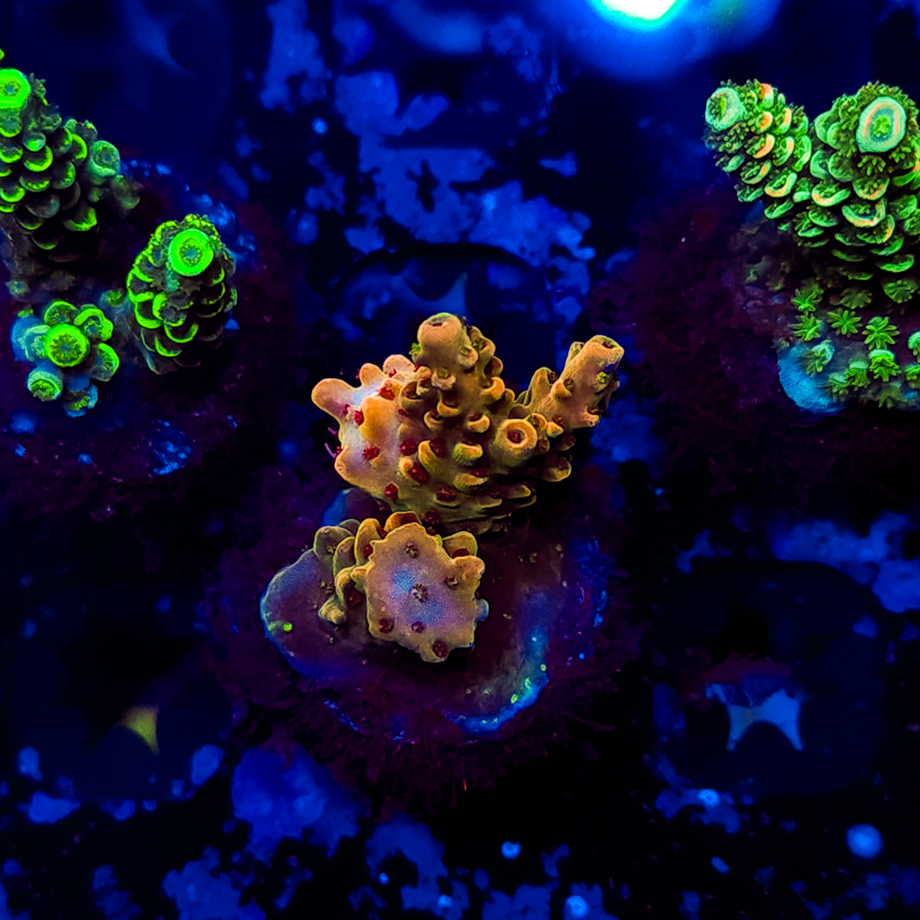Acropora A188
