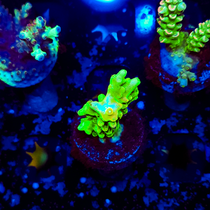 Ultra Acropora A196