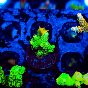 Ultra Acropora A202