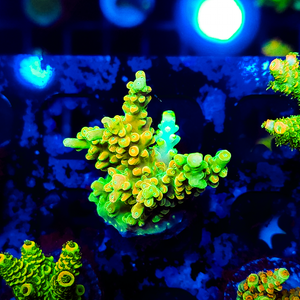 Ultra Acropora A217