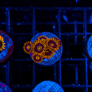 Rainbow Hornet Zoa