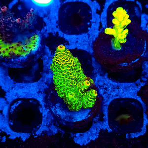 Ultra Acropora A235