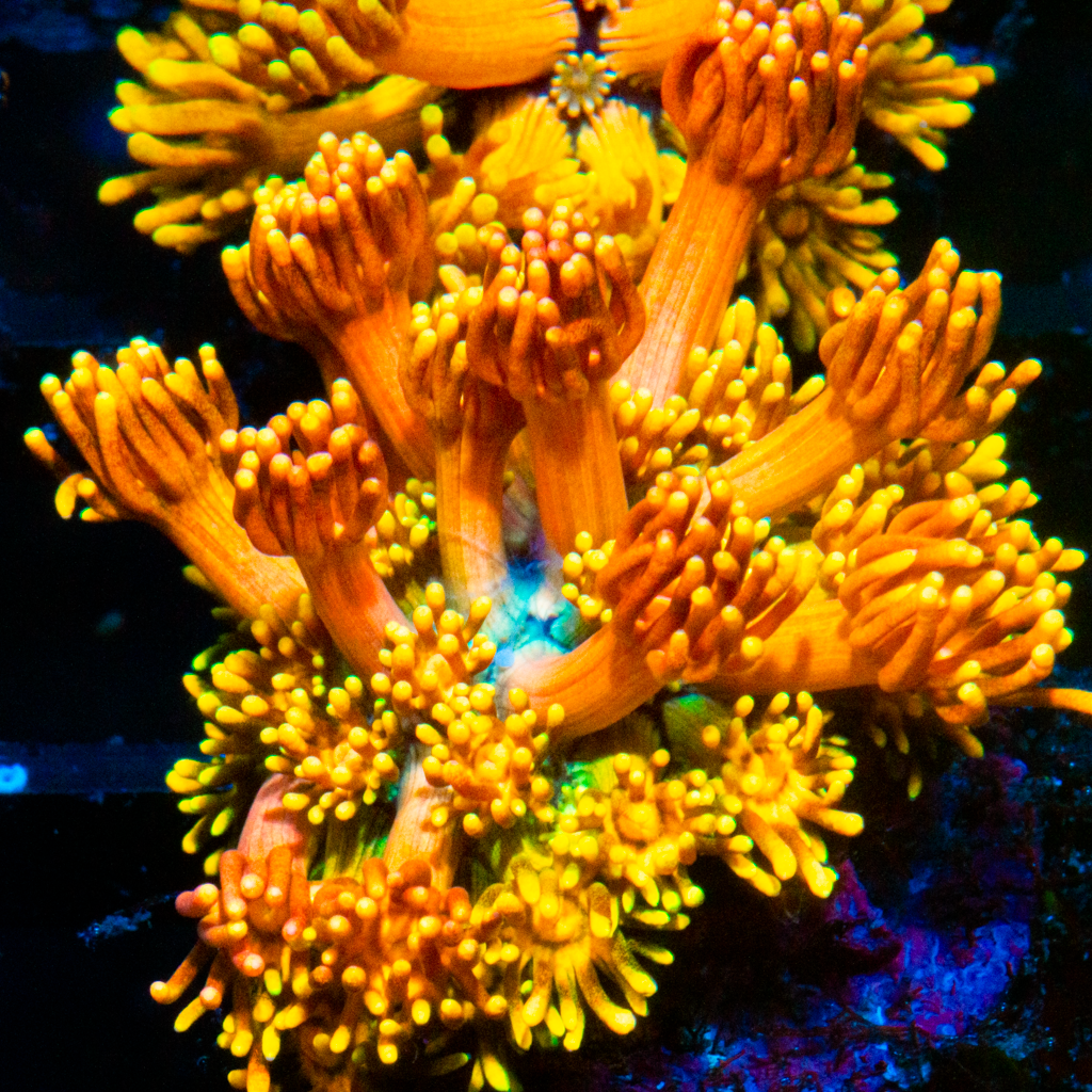 Rainbow Goniopora G28