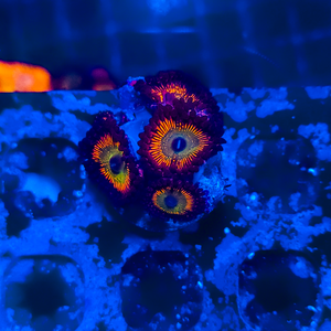 Rainbow Bowser Zoa Z1