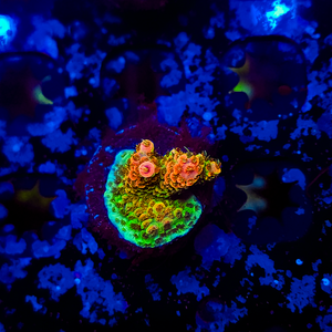 Rainbow Acropora A30