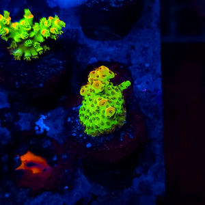 Ultra Acropora NA34