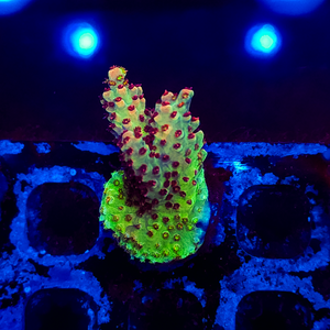 Red Polyp Acropora A38