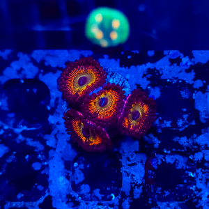 Rainbow Bowser Zoa Z4