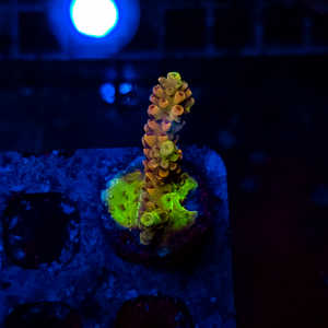 Ultra Acropora NA56