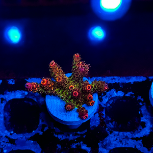 Rainbow Acropora A69