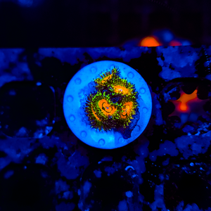 Rainbow Incinerator Zoa Z6