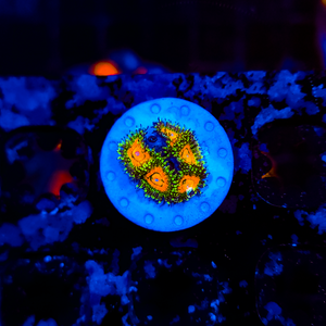 Rainbow Incinerator Zoa Z8