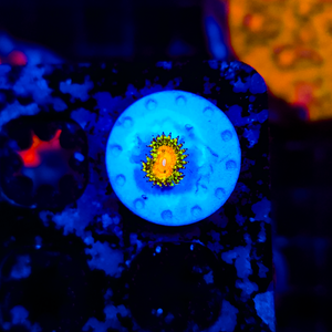 Rainbow Incinerator Zoa Z7